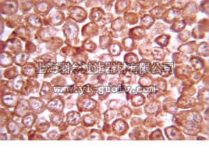 merck millipore,默克密理博,07-1413,Anti-GSK-3b Antibody, a.a. 335-349