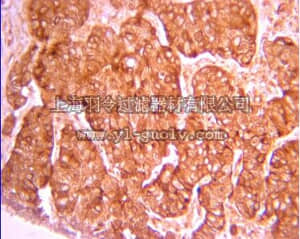 merck millipore,默克密理博,07-1416,Anti-4E-BP1 Antibody