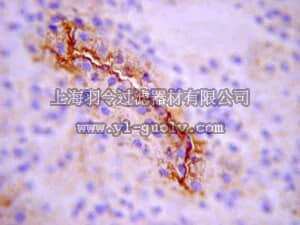 merck millipore,默克密理博,07-1417,Anti-SGLT-1 (Sodium Glucose Co-transporter-1) Antibody