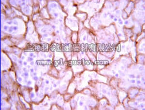 merck millipore,默克密理博,07-1420,Anti-VEGF Antibody