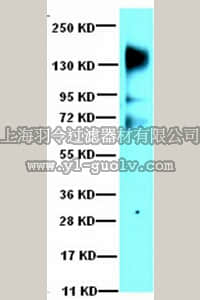 merck millipore,默克密理博,07-1426,Anti-phospho-VEGFR2/Flk-1/KDR (Tyr996) Antibody