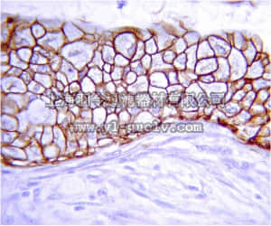 merck millipore,默克密理博,07-1432,Anti-EGF Antibody