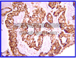 merck millipore,默克密理博,07-1436,Anti-PDGF-AA Antibody