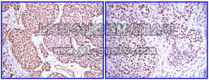 merck millipore,默克密理博,07-1437,Anti-PDGF-BB Antibody
