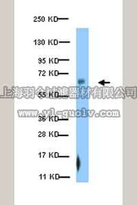 merck millipore,默克密理博,07-1441,Anti-phospho-Paxillin (Ser126) Antibody