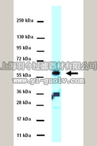 merck millipore,默克密理博,07-1448,Anti-WAVE-1 Antibody merck millipore,默克密理博,07-1448,Anti-WAVE-1 Antibody