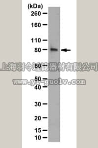 merck millipore,默克密理博,07-1450-I,Anti-Beta Pix, SH3 Domain Antibody