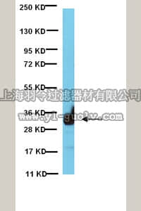 merck millipore,默克密理博,07-1459,Anti-14-3-3 Antibody, 30 & 33 kDa isoforms