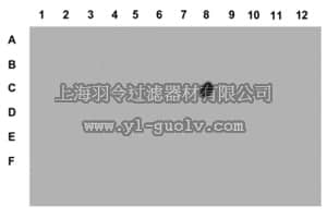 merck millipore,默克密理博,07-145,Anti-phospho-Histone H3 (Ser28) Antibody