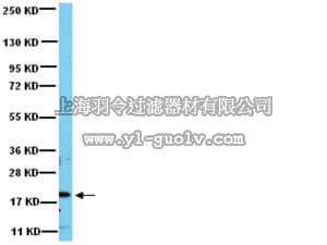 merck millipore,默克密理博,07-1464,Anti-Rac1 Antibody