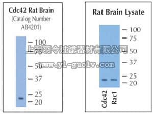 merck millipore,默克密理博,07-1466,Anti-Cdc42 Antibody