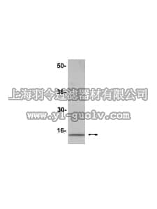 merck millipore,默克密理博,07-146,Anti-Histone H2A (acidic patch) Antibody