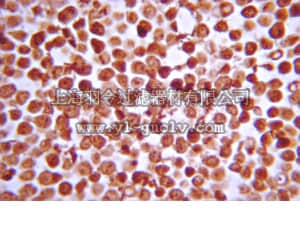 merck millipore,默克密理博,07-1479,Anti-IKKβ Antibody