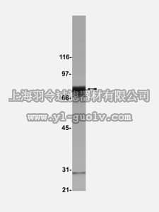 merck millipore,默克密理博,07-147,Anti-Numb Antibody