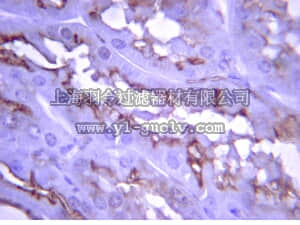 merck millipore,默克密理博,07-1481,Anti-IRAK-M Antibody, a.a. 581-596