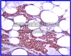 merck millipore,默克密理博,07-1483,Anti-IκBα Antibody