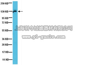 merck millipore,默克密理博,07-1485,Anti-JAK1 Antibody