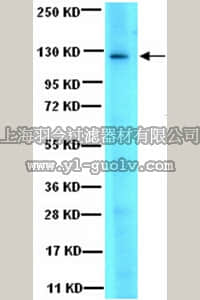 merck millipore,默克密理博,07-1487,Anti-JAK3 Antibody