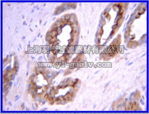 merck millipore,默克密理博,07-1488,Anti-JAK3 Antibody
