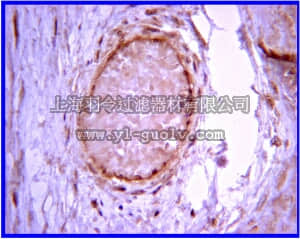 merck millipore,默克密理博,07-1490,Anti-Calcineurin Antibody