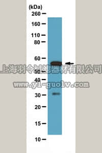 merck millipore,默克密理博,07-1491,Anti-Calcineurin pan A Antibody