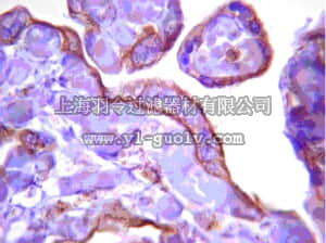 merck millipore,默克密理博,07-1493,Anti-Calcineurin Aβ Antibody
