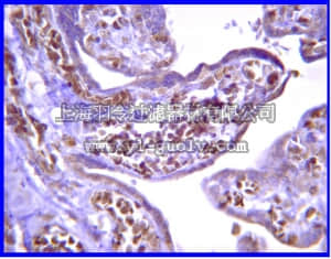 merck millipore,默克密理博,07-1494,Anti-Calcineurin Bα Antibody