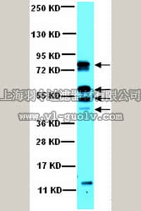 merck millipore,默克密理博,07-1496,Anti-CaM Kinase II Antibody
