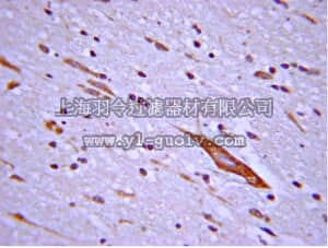merck millipore,默克密理博,07-1497,Anti-cAMP Antibody