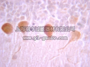 merck millipore,默克密理博,07-1500,Anti-G Protein Giα 1/2 Antibody