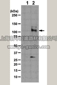 merck millipore,默克密理博,07-1507,Anti-phospho-Mypt1 (Ser507) Antibody