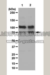 merck millipore,默克密理博,07-1511,Anti-phospho-WAVE2 (Ser308) Antibody