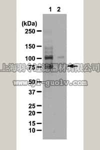 merck millipore,默克密理博,07-1512,Anti-phospho-WAVE2 (Ser343) Antibody