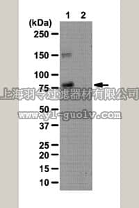 merck millipore,默克密理博,07-1513,Anti-phospho-WAVE2 (Thr346) Antibody