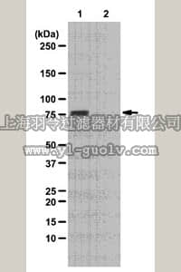 merck millipore,默克密理博,07-1514,Anti-phospho-WAVE2 (Ser351) Antibody