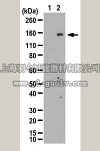 merck millipore,默克密理博,07-1517,Anti-phospho-IRS-2 (Ser388) Antibody
