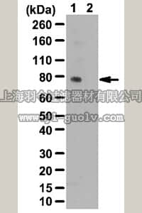 merck millipore,默克密理博,07-1519,Anti-phospho Grb10 (Ser503) Antibody