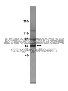 merck millipore,默克密理博,07-151,Anti-PKR Antibody