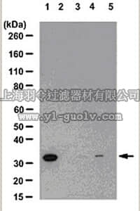 merck millipore,默克密理博,07-1521,Anti-phospho-NDRG3 (Ser331) Antibody
