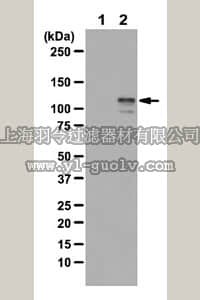 merck millipore,默克密理博,07-1526,Anti-phospho-BRD2 Antibody (Ser37)