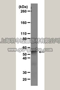 merck millipore,默克密理博,07-1530,Anti-PFKFB2 Antibody