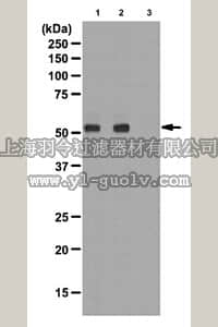 merck millipore,默克密理博,07-1531,Anti-phospho-PFKFB2 (Ser466) Antibody