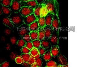 merck millipore,默克密理博,07-1533,Anti-JMJD3 (NT) Antibody