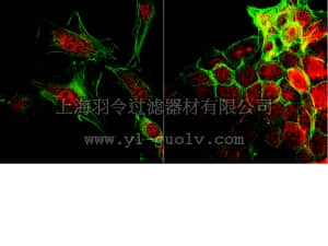 merck millipore,默克密理博,07-1534,Anti-JMJD3 Antibody (CT)