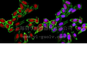 merck millipore,默克密理博,07-1535,Anti-JMJD1B (NT) Antibody