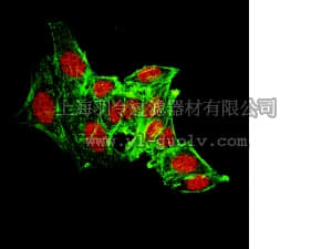 merck millipore,默克密理博,07-1538,Anti-JMJD4 (NT) Antibody