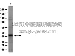 merck millipore,默克密理博,07-1548,Anti-HDAC11 Antibody