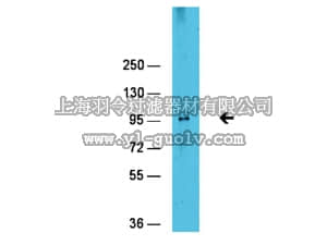 merck millipore,默克密理博,07-1562,Anti-EZH2 Antibody