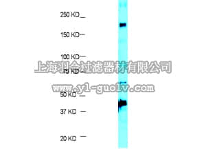 merck millipore,默克密理博,07-1568,Anti-ESET/SetDB1 Antibody
