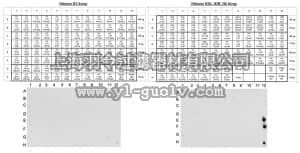 merck millipore,默克密理博,07-1570-S,Anti-monomethyl Histone H4 (Lys20) Antibody, Trial Size